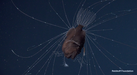 Weekly Science News: New Bizarre Glowing Anglerfish Recently Discovered