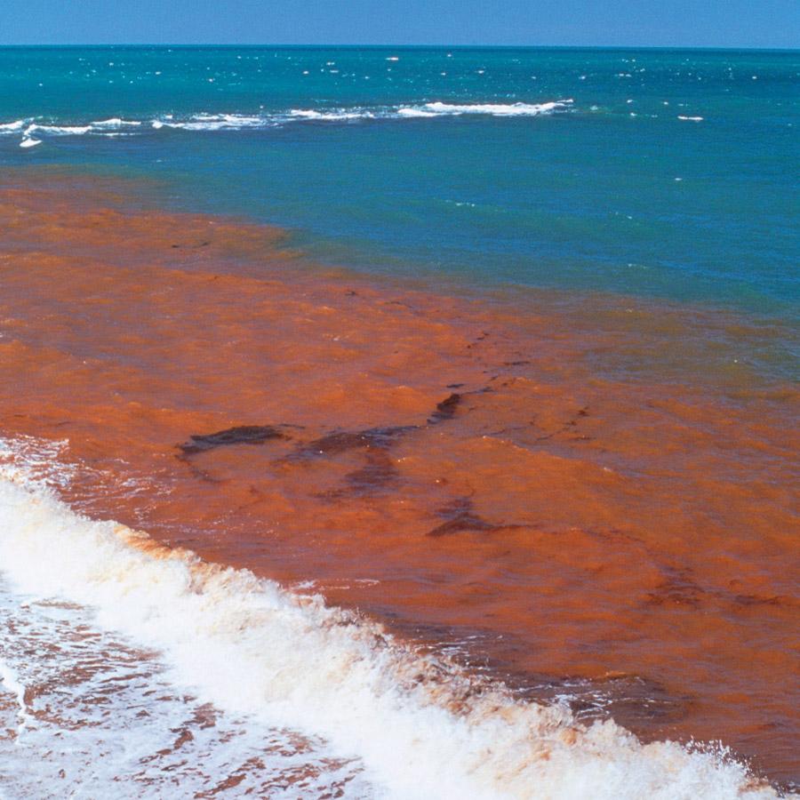 Red Tides Leaving Nothing in Their Wake