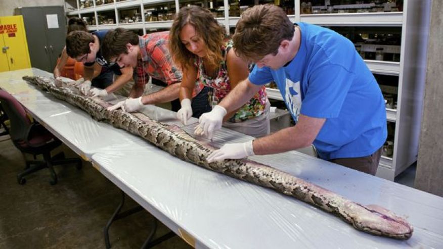 A 17-foot-long Burmese python caught in the Florida Everglades.