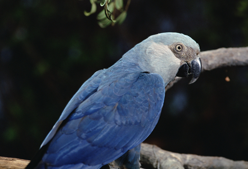 Little Blue or Spix Macaw (Cyanopsitta spixii) critically endangered, perching on branch, Pantanal ecosystem, Brazil