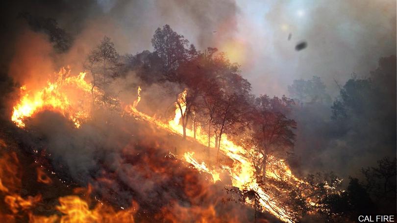 Trees burned by the raging fires.