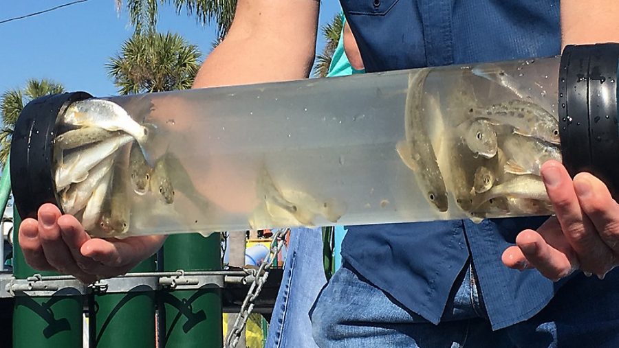 The redfish to be released along Florida's Gulf Coast.