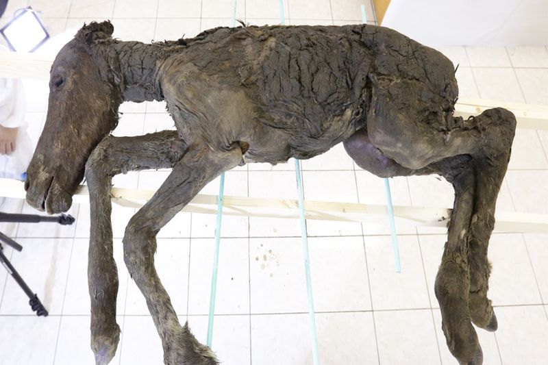 The foal discovered by Russian scientists in Siberia. 