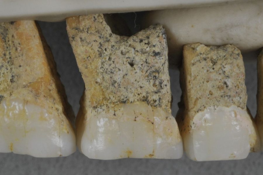 The teeth of a new species similar to humans have been discovered.