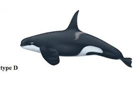 A newly rediscovered species of killer whale, 7 feet shorter, with smaller eye patches, the Type D Killer Whale.