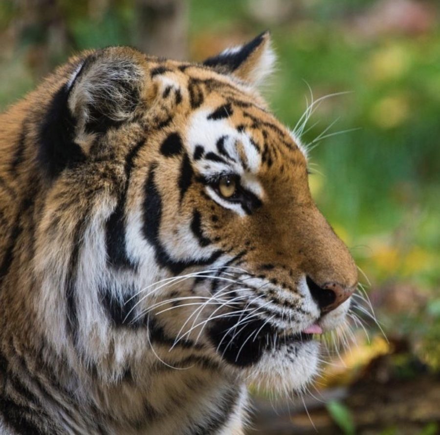 Big cats at the Bronx Zoo  being tested positive for COVID-19 raises many questions on what to do next. 