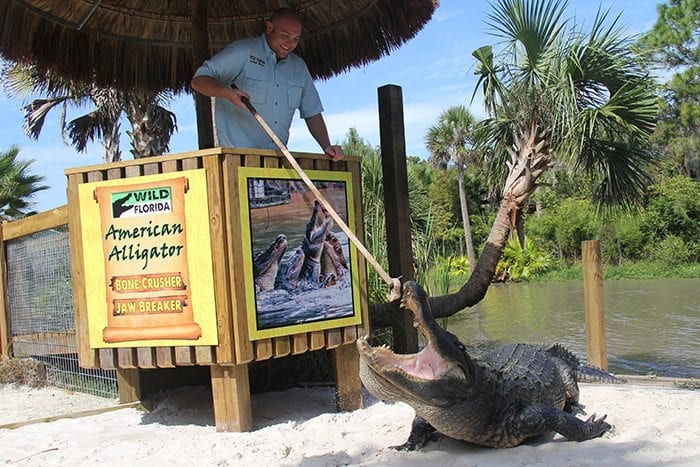 Employee+feeds+Alligator+in+Gator+Park+at+Wild+Florida.