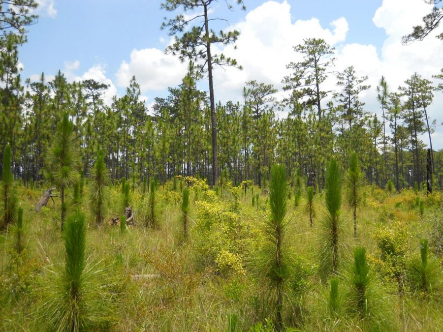 UF receives land from Osceola County
