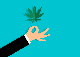 A hand holding a marijuana leaf.
