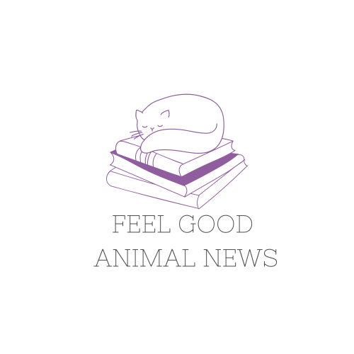 Feel Good Animal News!