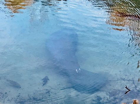 Manatee at Blue Spring State Park.