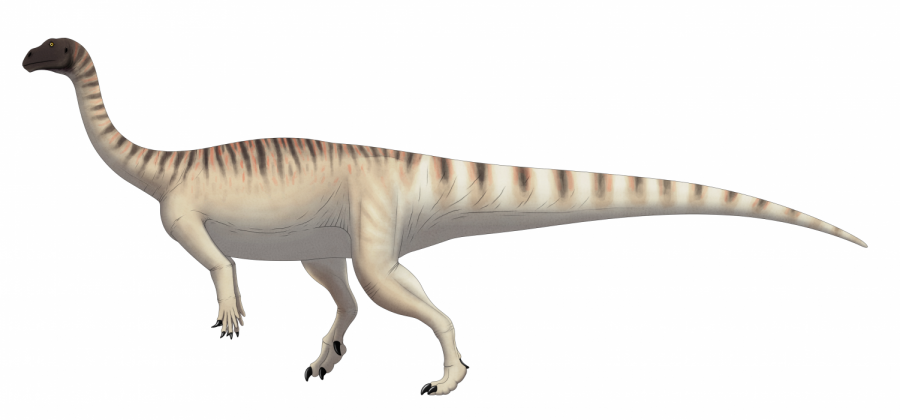 What the Mussaurus patagonicus is predicted to look like.
