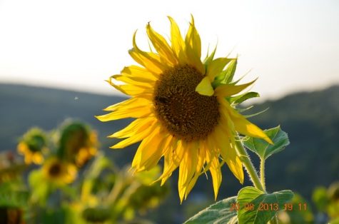 The farm has a wondrous sunflower field.