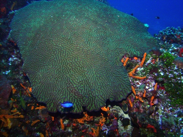 Healthy brain coral before being targeted by SCTLD.