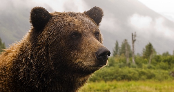 Protection for grizzly bears are at risk.  