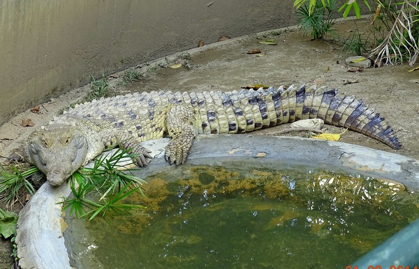 The Orinoco crocodile is the main endangered crocodile CrocFest is focusing on this year.