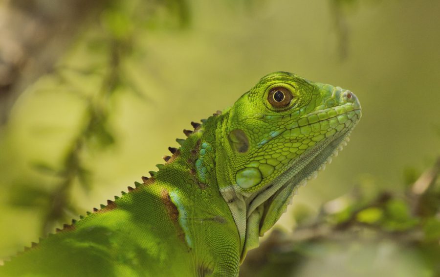 As the weather drops, watch out for falling iguanas. 