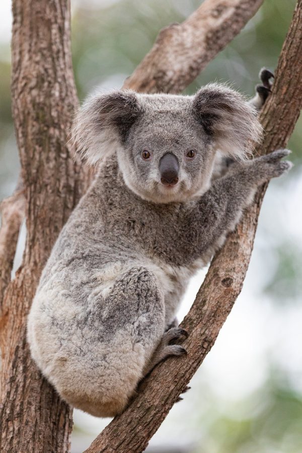 Australia pledges $35 million to protect Koalas over the next four years.
