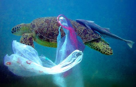 Sea turtle entangled in debris.