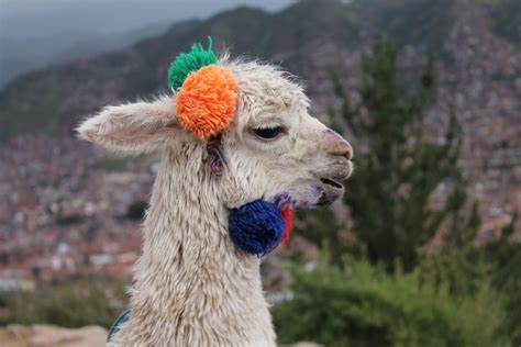 Alpaca fleece industry is crashing due to a shortage of alpacas. 
