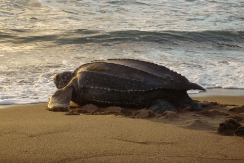 Leatherback sea turtle heading back into the ocean.