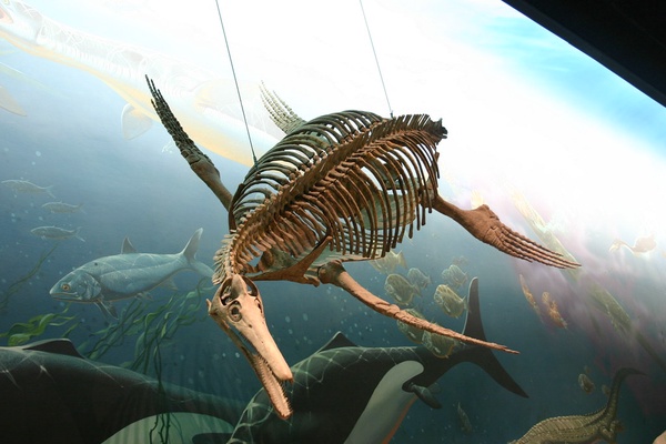 Model of an Ichthyosaur