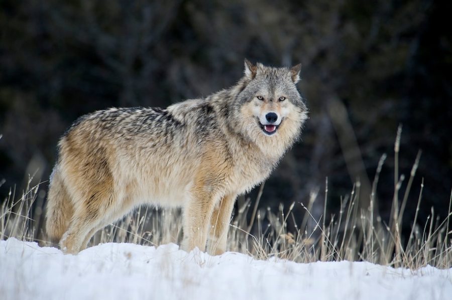 Gray Wolves are protected once again.