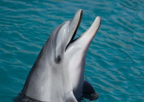 A dolphin attacked their trainer during a live show
