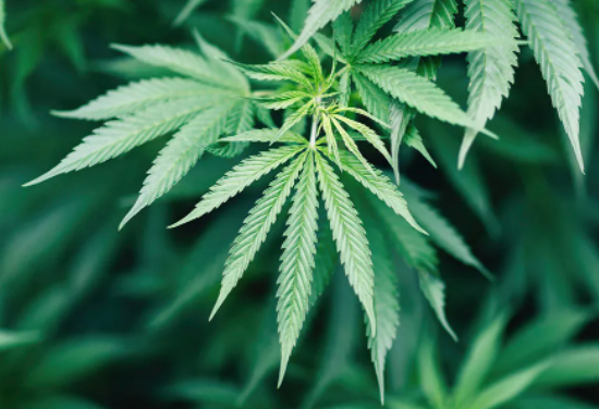 U.S. House of Representatives Passed a Bill Decriminalizing the Use of Marijuana