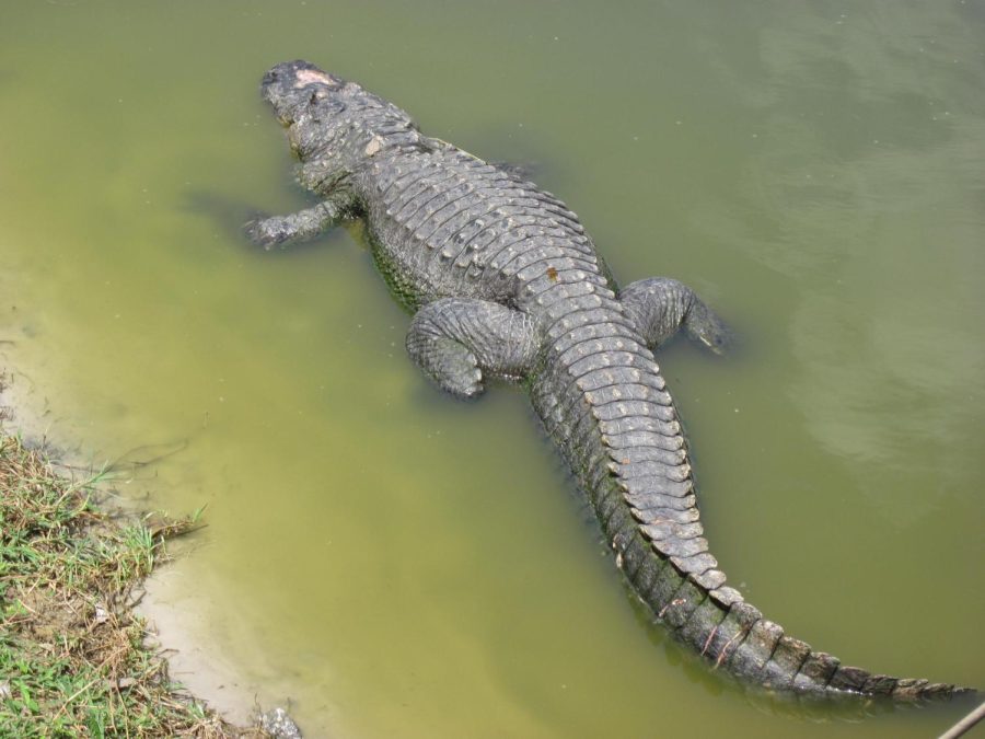 Gator found blocking elementary school and inside pool.