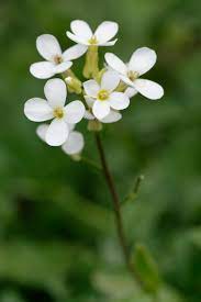 Scientists have successfully sprouted thale cress in moon soil