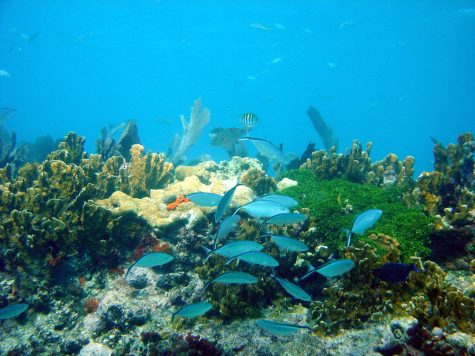 70% of coral reefs in Florida are eroding due to bleaching, climate change, and disease.