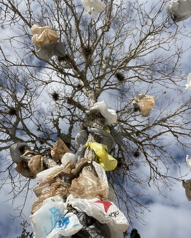 The infamous plastic bag tree.