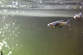 Fish in freshwater now equal a years' worth of meals of store-brought fish.