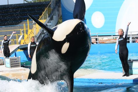 Lolita, an orca at Miami Seaquarium, will soon be returning to the wild.