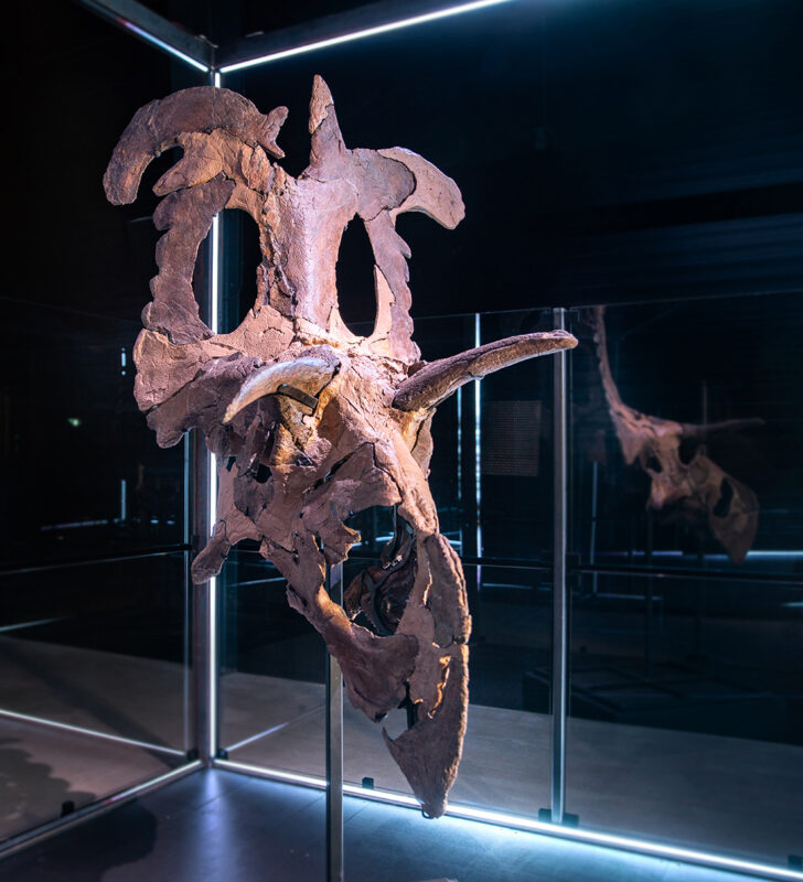 The Skeleton of the Lokiceratop, displayed at the Museum of Evolution in Denmark.