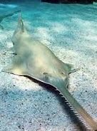 The Sawtooth Sawfish, an endangered species, was impacted the most in losses from the spinning phenomenon in Florida Waters.