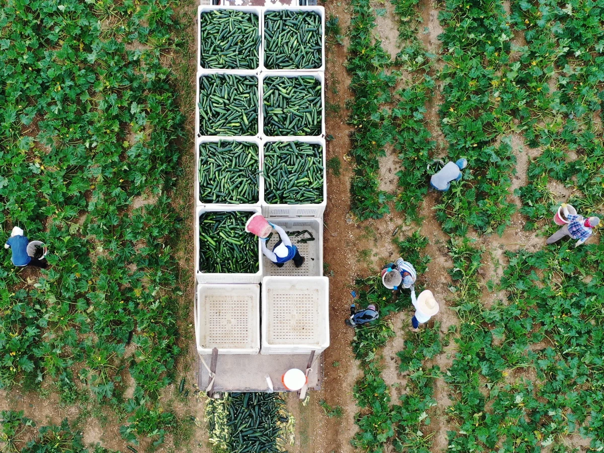 Farmers fill the back of a van on a farm in Florida City, Florida. 