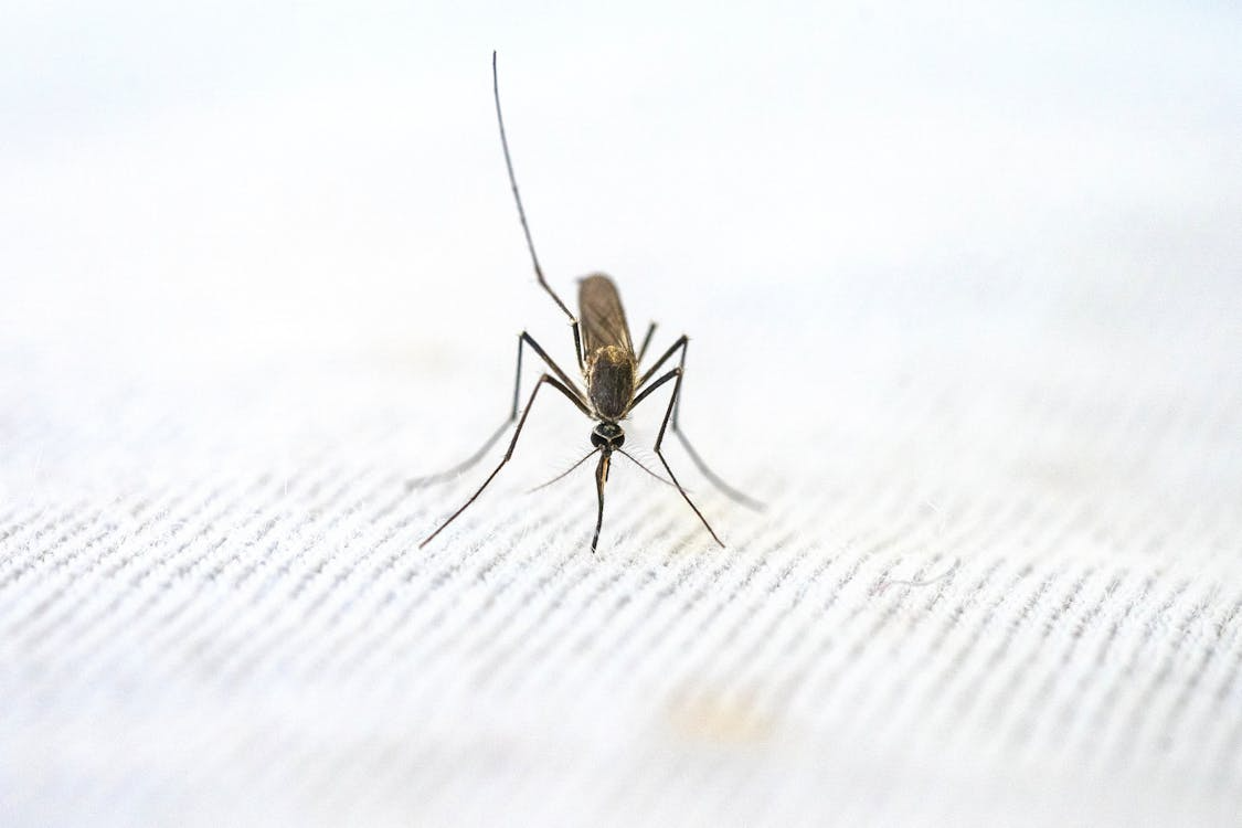 Close up view of a mosquito attempting to suck blood from cloth.