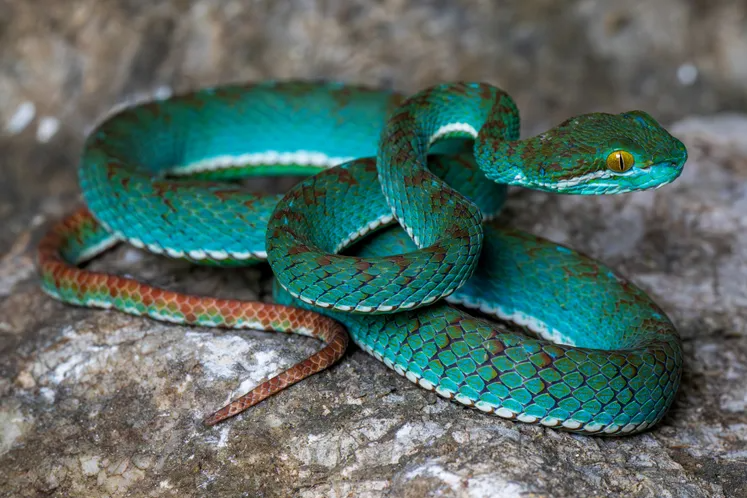 A new species of pit viper discovered during a research survey in Cambodia.
